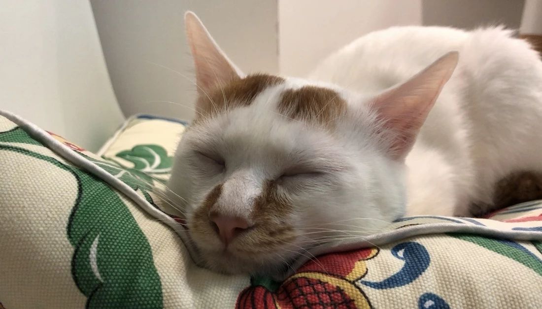 猫咪贫血吃补血肝精多久能好,猫咪有贫血和肾衰能治好吗