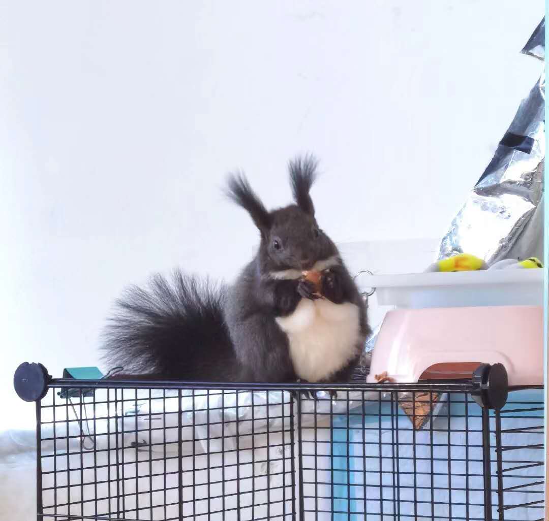 雪地松鼠的养殖方法视频,新手适合养什么松鼠