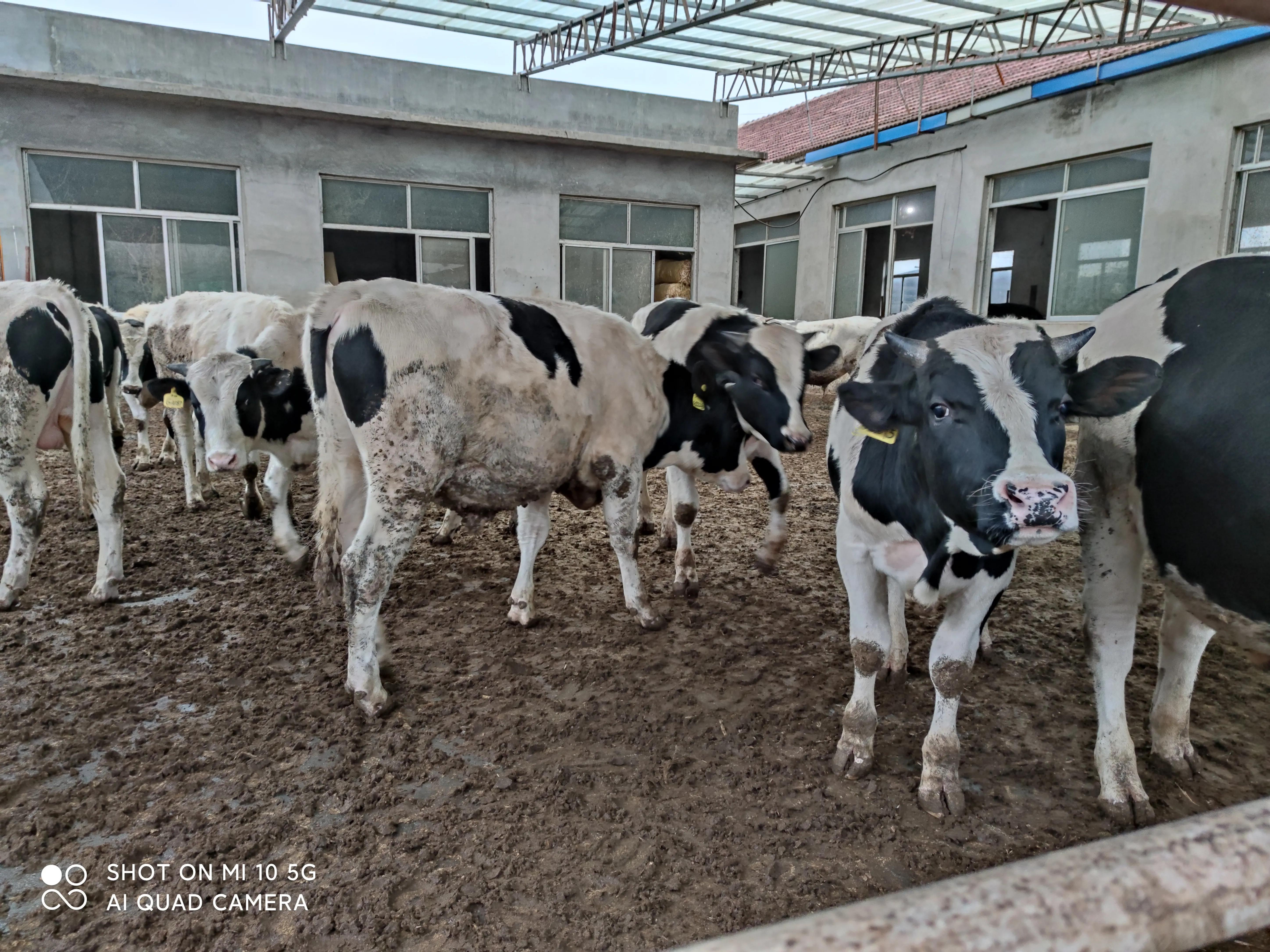 一年养十头牛能挣多少钱,在农村养一头驴一年能挣多少钱