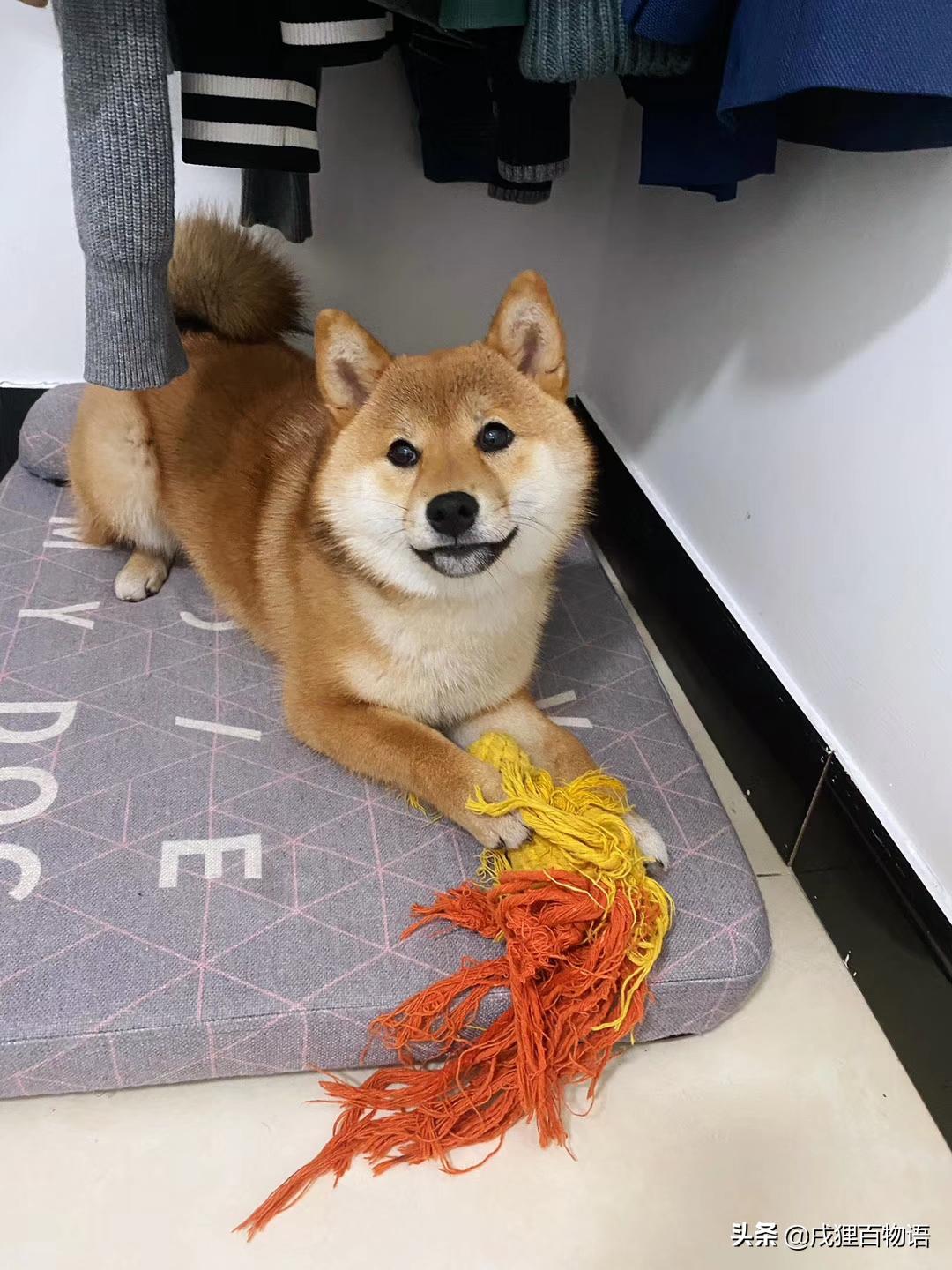 小母狗绝育后出现奇怪行为,母狗绝育后尿失禁恢复期