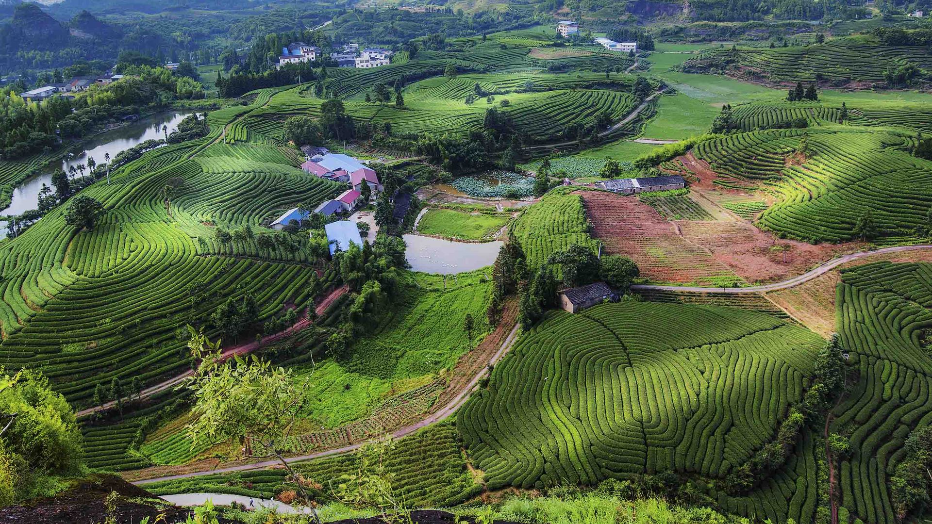 洞庭碧螺春茶,茶知识碧螺春免费咨询