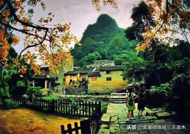 黄姚古镇大黄牛客栈团购优惠,贺州市昭平县黄姚古镇大黄牛客栈