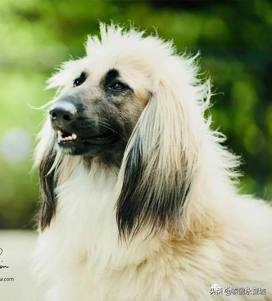 曼谷BigDogCafe|想把每一只狗狗偷偷打包带回家！