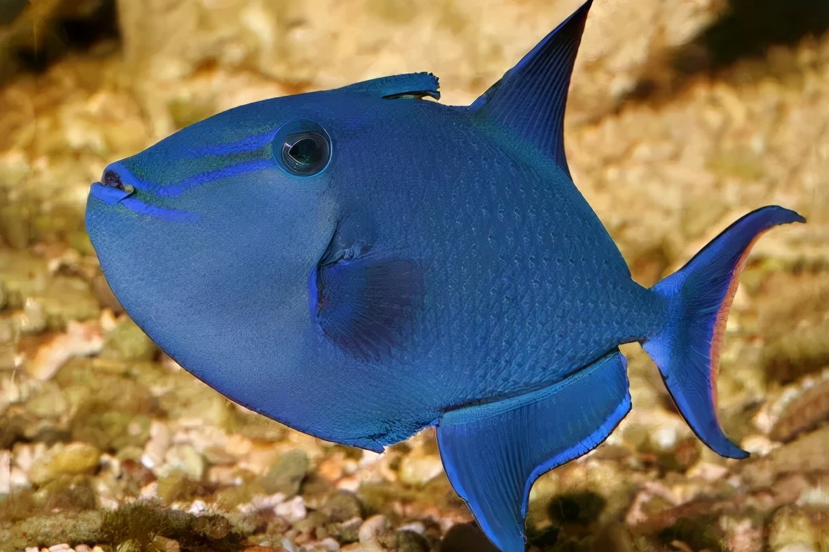 炮弹鱼长的像谁,大体型炮弹鱼