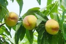 上海南汇:“金大团,银新场,铜周浦,铁惠南”这句话还灵吗?