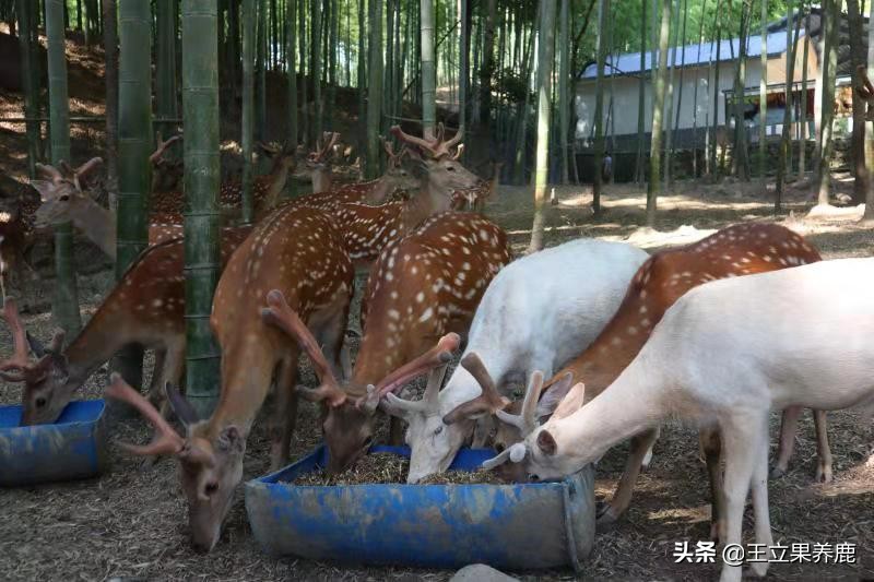 养殖梅花鹿的前景,养殖梅花鹿30头多少成本多少利润