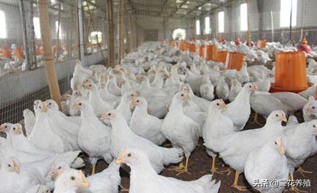 肉鸡增肥怎么办,肉鸡如何有效降低料肉比