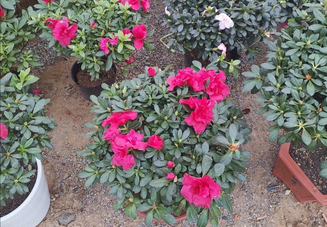 四季杜鹃茶花叶子干枯挽救方法,养的杜鹃花落叶是怎么回事