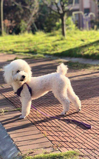 如果狗丢了如何快速找到狗,狗丢了怎么寻狗