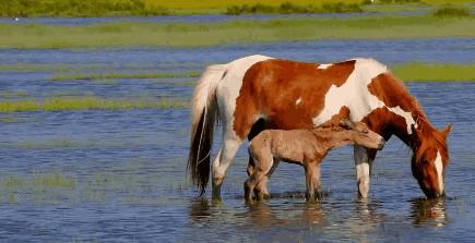 动物直接喝水浑浊怎么回事,动物可以直接喝浑浊的水吗