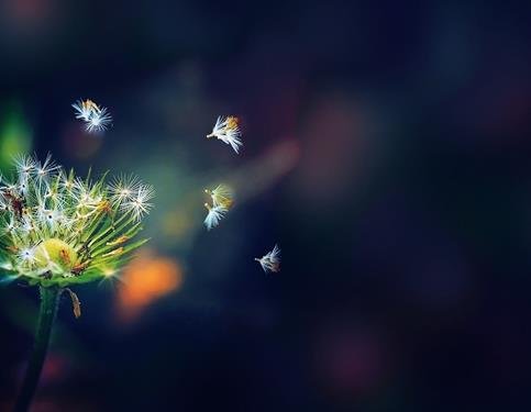 关于抒情散文你知道多少,有关抒情的诗