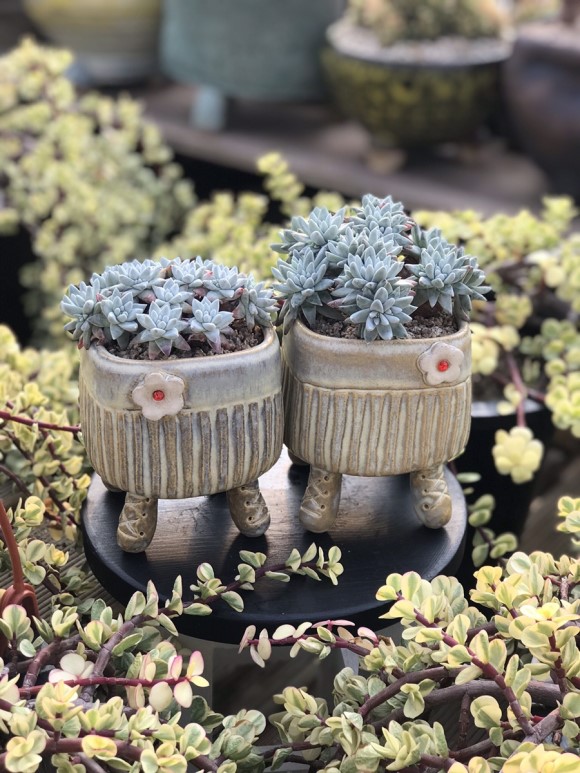 惊艳的韩国多肉,让人震撼的多肉