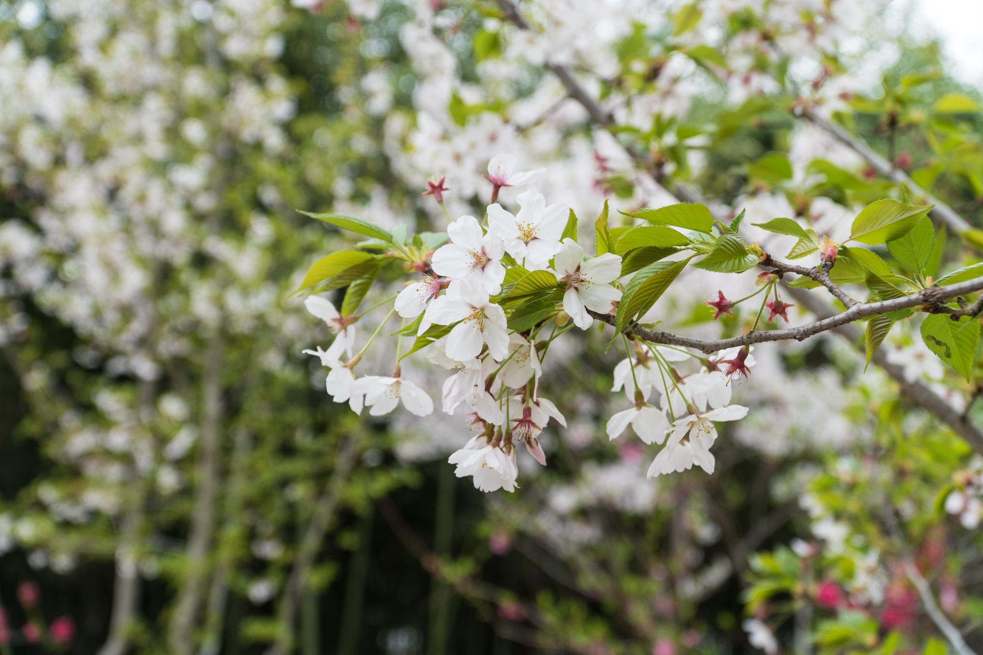徐州周末郊游的好地方,徐州自然风光好去处
