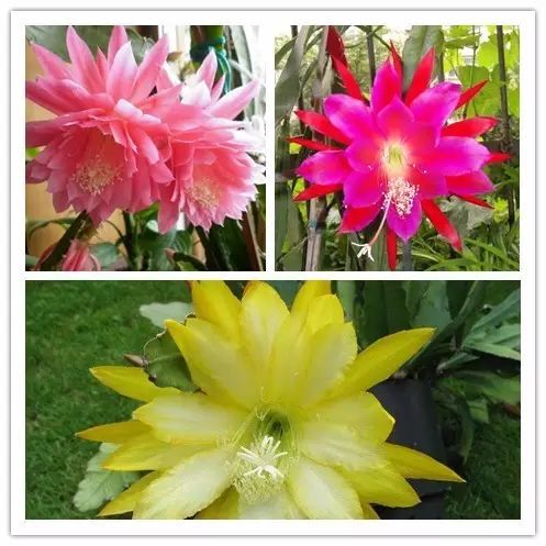 北方喜阴的室内植物花卉有哪些,喜阴耐寒的室外花卉植物有哪些