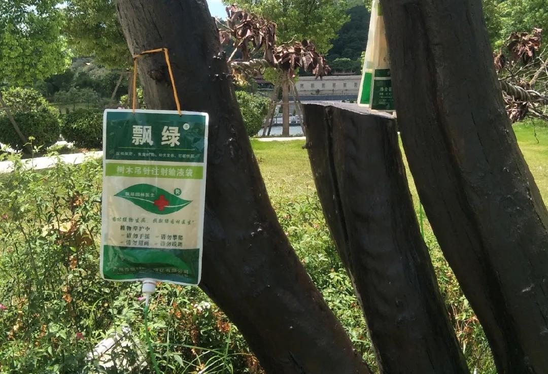 福建莆田公园有梧桐树吗,莆田的公园在哪里