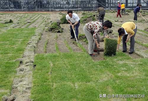 草坪怎么种植打理,草坪如何修剪
