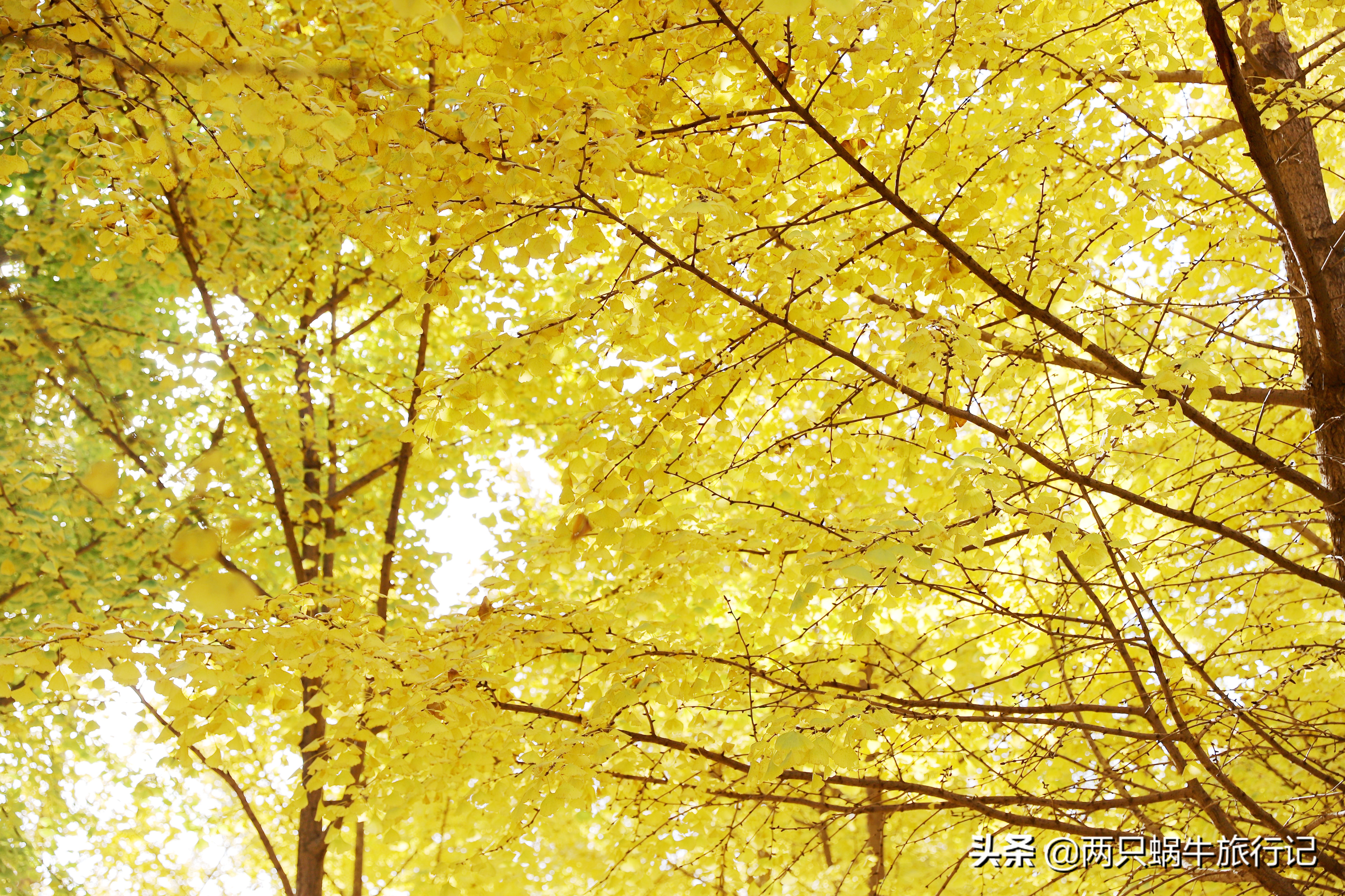 秋天落叶自然的调色盘,调色盘秋天