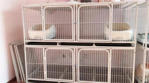 两只猫都有猫癣要隔离吗,养猫经验猫得了猫癣怎么办