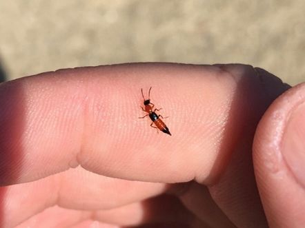 怎样判断有没有虫子进入小孩耳朵,如果不小心虫子飞进嘴里会怎么样