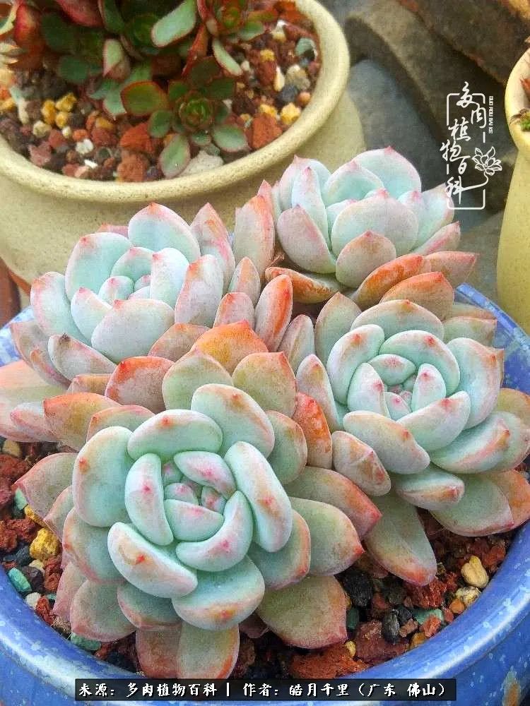 多肉娇气养不活多肉的10个秘密,养多肉是件很治愈的事情