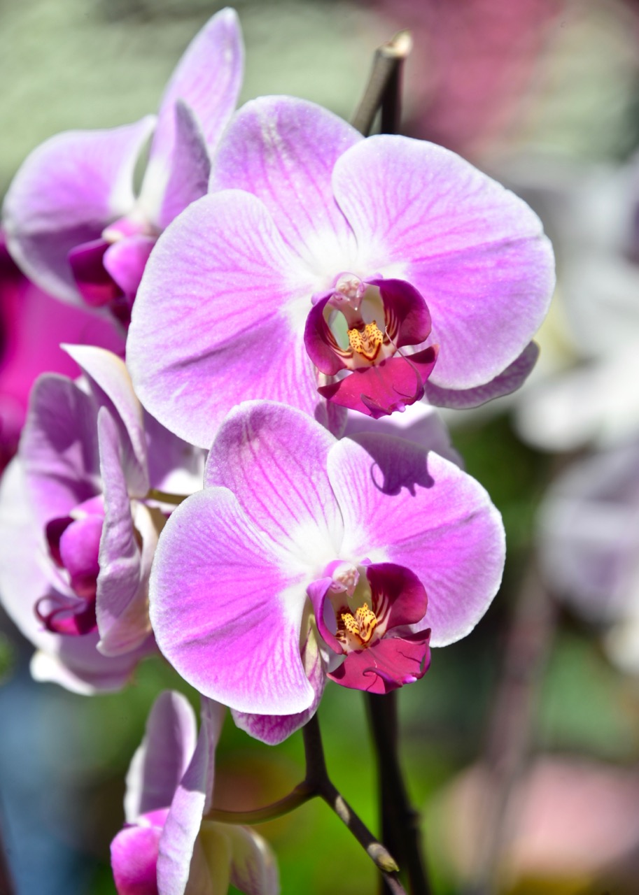 踏月赏花风景图片,十月桂花风景图片大全