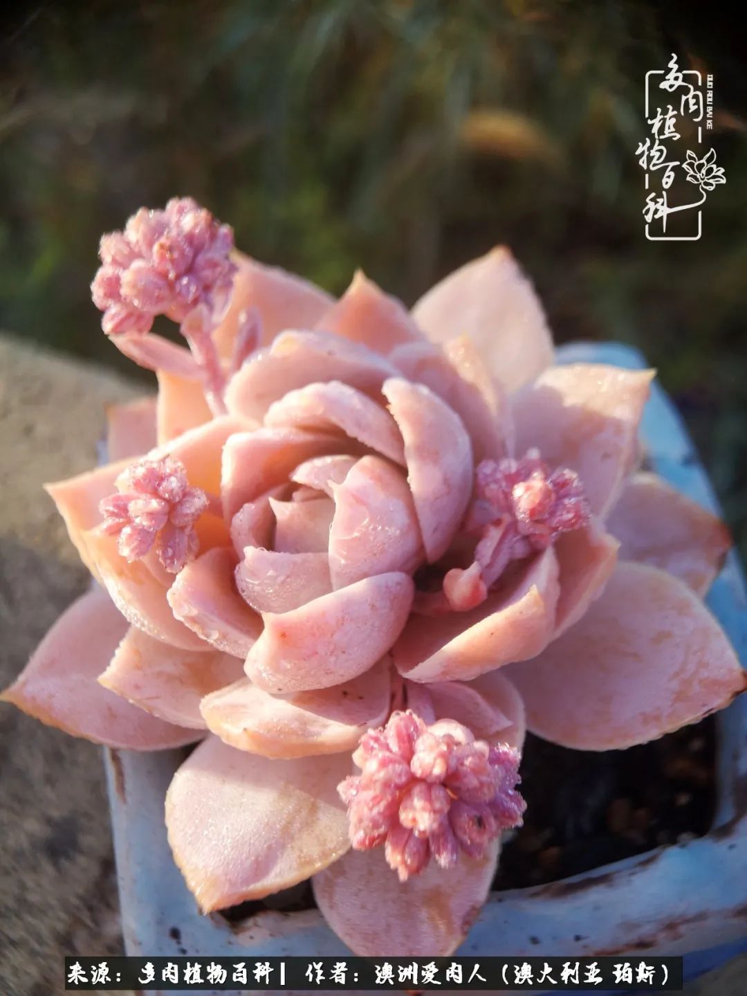 采蘑菇的小姑娘，“转行”来把多肉养