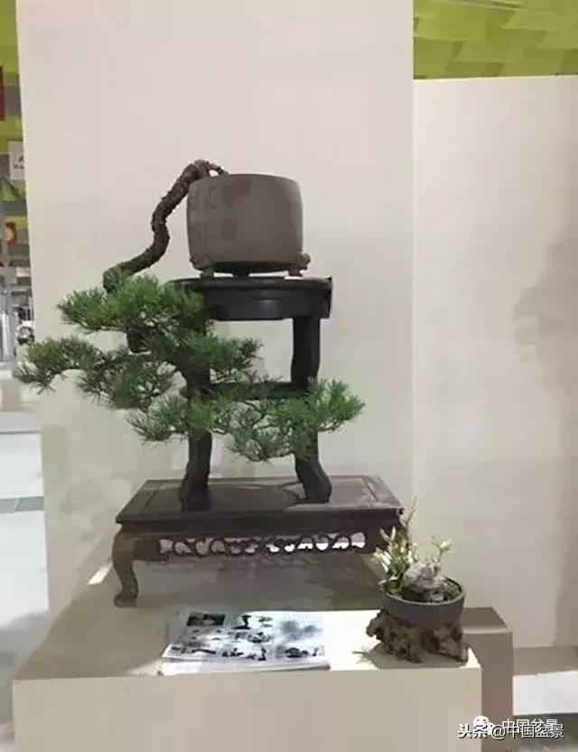 盆景不具有收藏价值,盆景不能有功利心