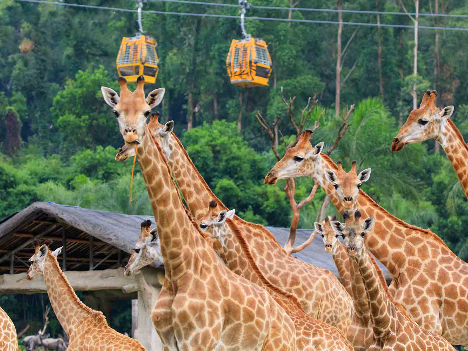 京轩溜娃指南|暑假带娃去哪儿玩?入坑长隆那是必须滴~