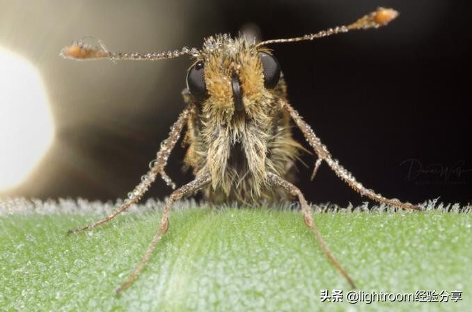 昆虫形象照拍摄技巧有哪些,昆虫拍摄布光方法