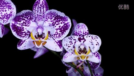 送你百花开放的瞬间动图！简直美呆了！