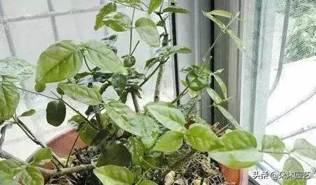 家中植物被冻伤了怎么办,家里植物被冻了怎么办