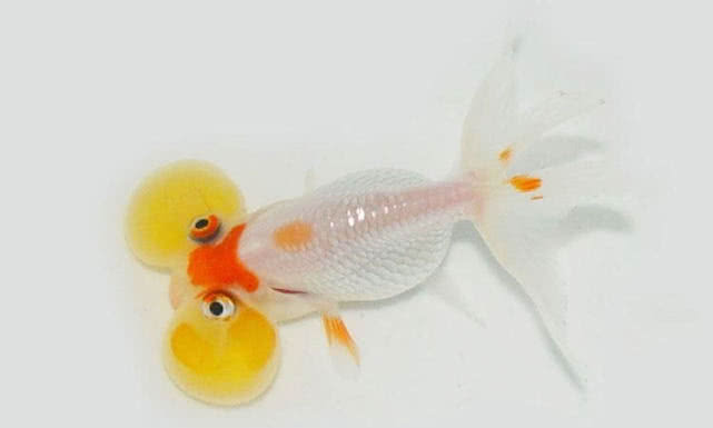 饲养水泡眼的方式,水泡植物怎么养最好