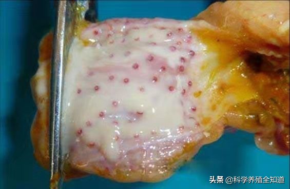 鸡群呼吸道久治不愈,鸡群过料怎么办