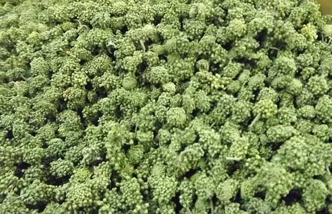 三七花是旱三七的花吗,三七花为圆锥花序