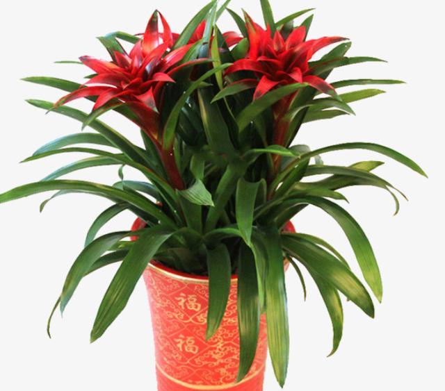 红红火火过年养什么花好,南方春节什么花好看又好养