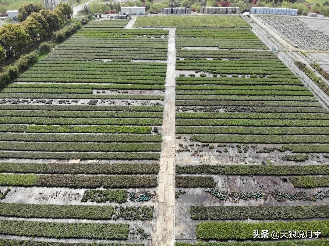 天狼月季起源,天狼月季是做什么的