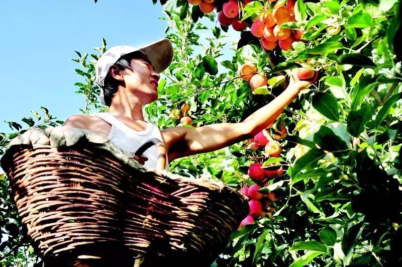 *疆新**瓜果地图?开吃