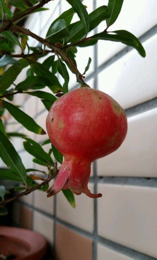 石榴盆栽怎么养才能开花,石榴盆栽怎么养