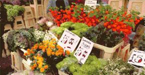 色盲不能开车影响生活吗,色盲不能开车还是色弱不能开车