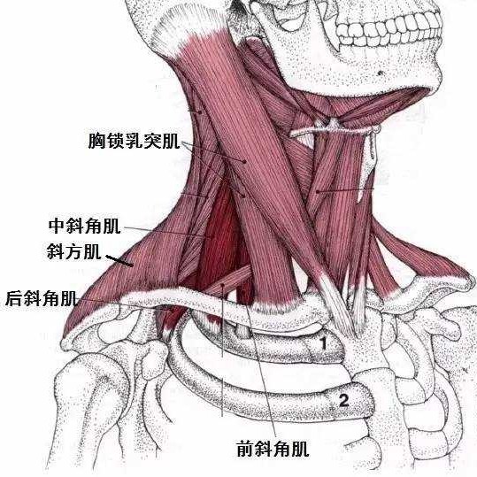 前中斜角综合症,前中斜角肌间沟有多长