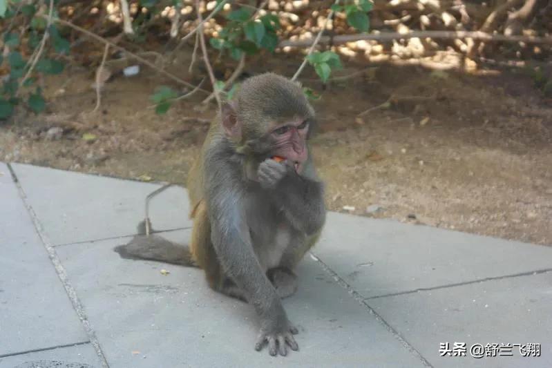海南南湾猴岛上的猴子,海南著名的南湾猴岛在哪里