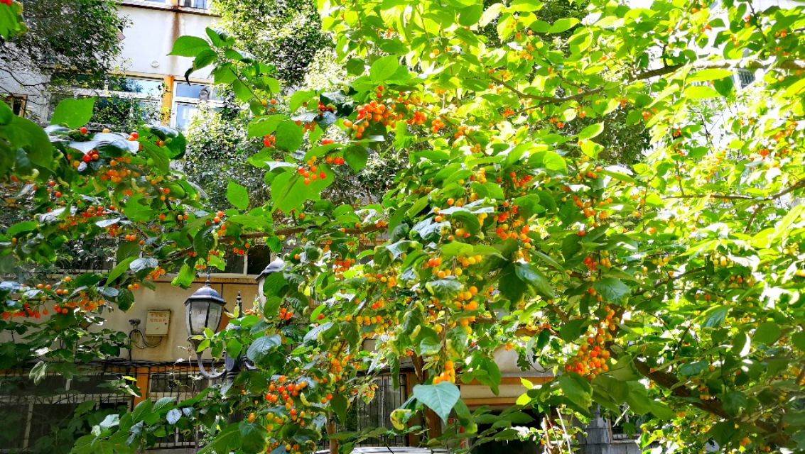 野樱桃树上面长的黑疙瘩是什么,樱桃树上面结满了樱桃图片