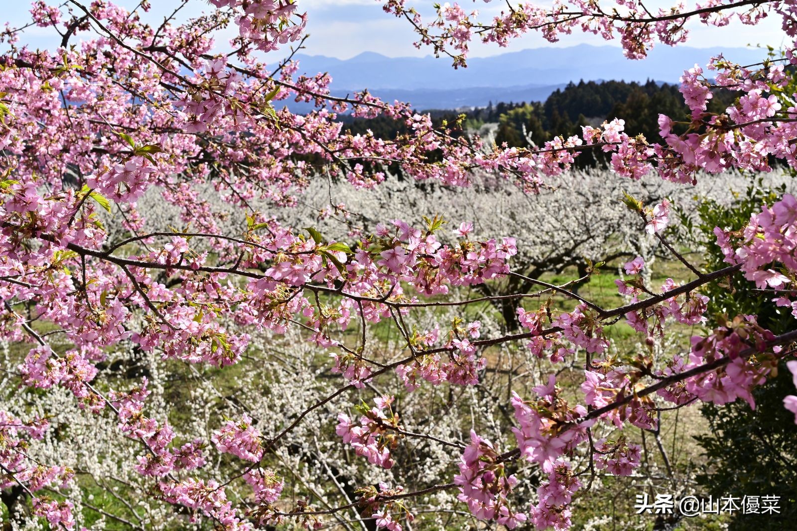 不先一步感受春天的到来吗日本全国华丽的梅花名胜