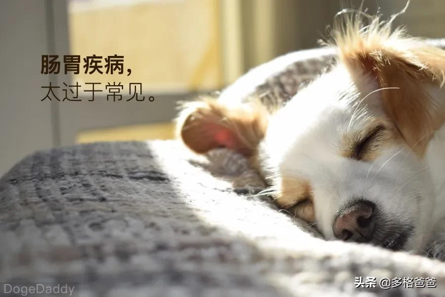 宠物疾病诊疗与处方手册讲解,常见宠物疾病药物治疗指南