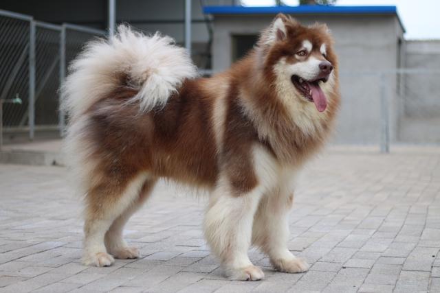 带你了解狗狗,带你了解哈士奇