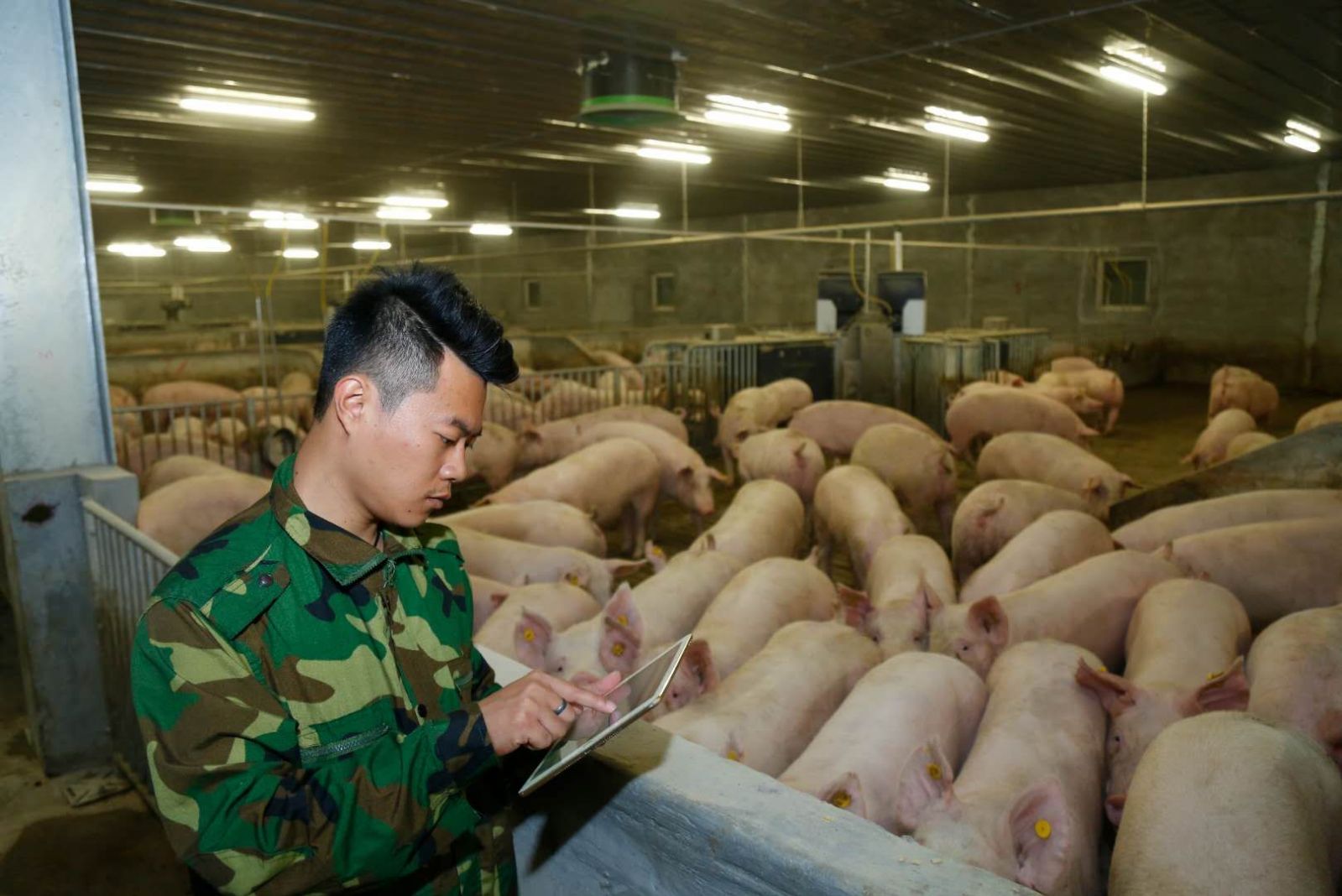 潮南区|智能农场养出“生态猪”，带动近千户农户增效增收