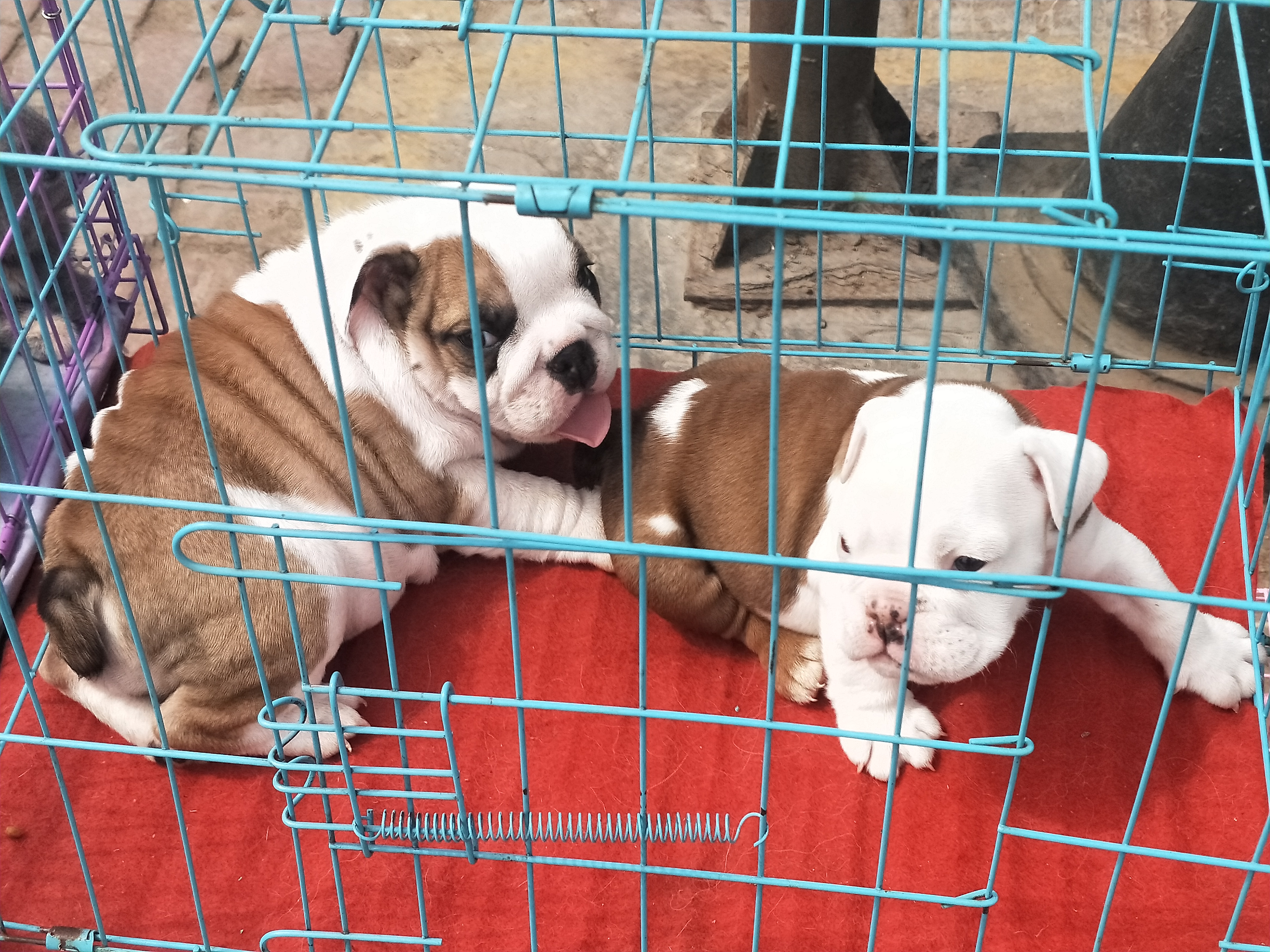 开封四大狗市排名,四种公认最好的狗市