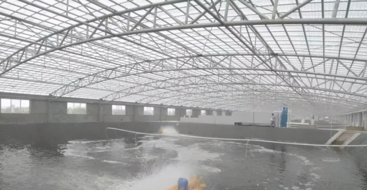 养虾的十大基本知识,养虾技术大全100种