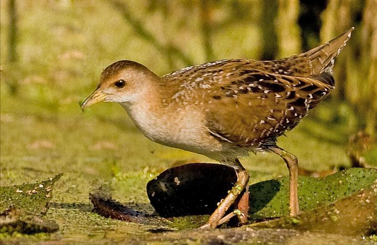 东江揽胜,惠州淡水常见鸟类图谱