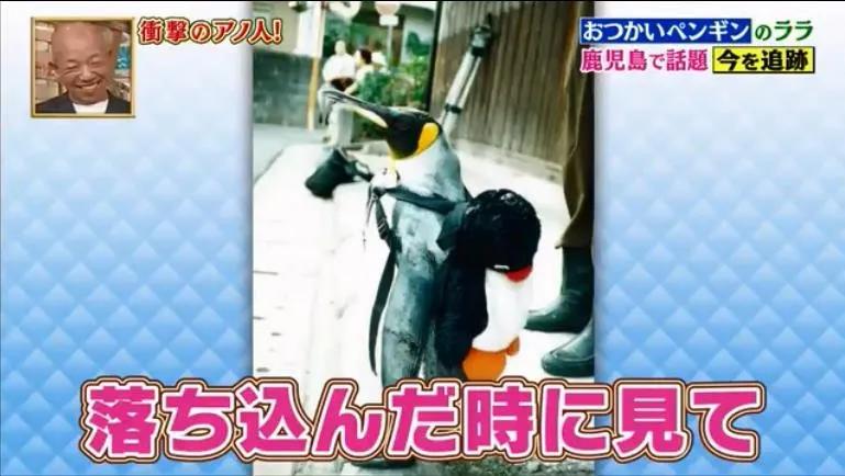 去世的企鹅复活,死去的企鹅